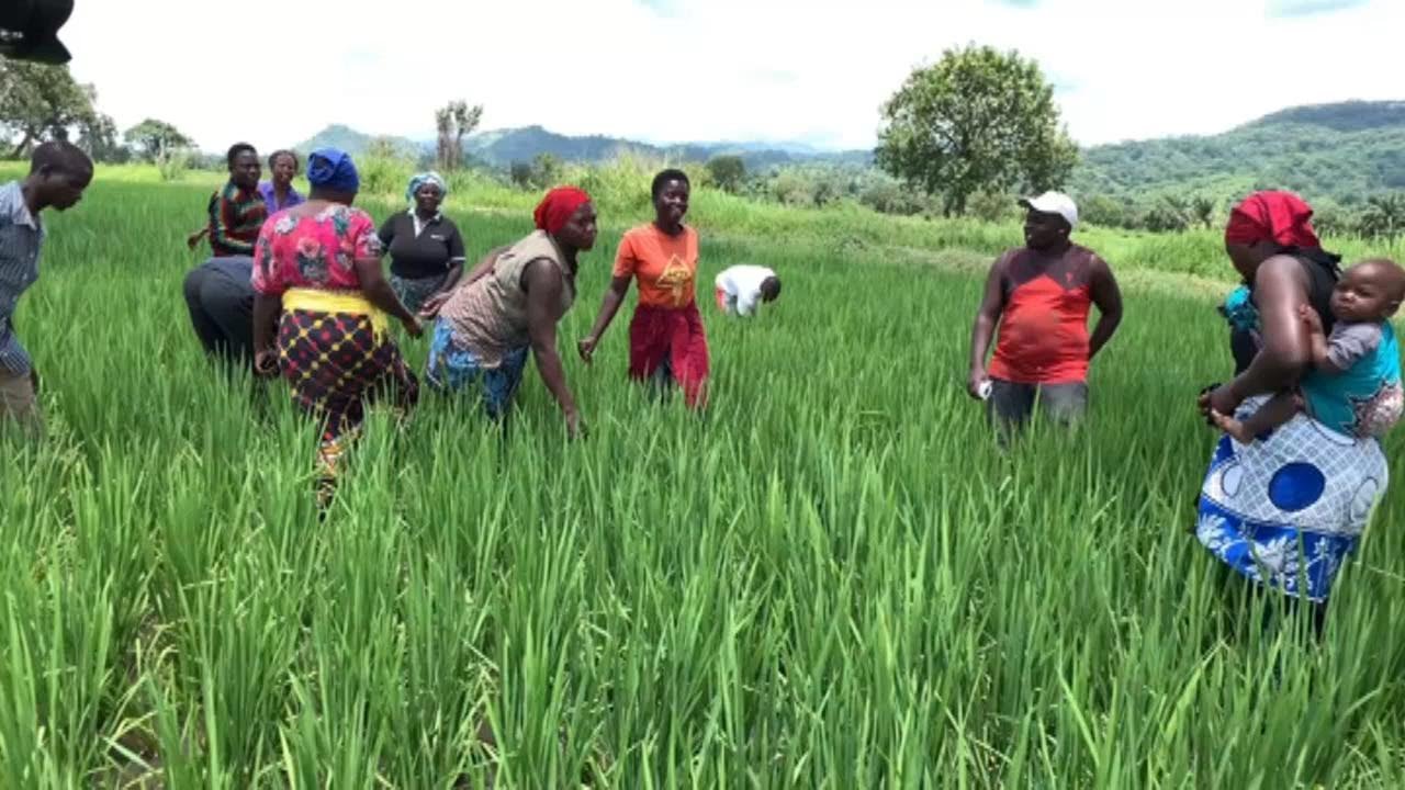 KIJIWENI LEO:JE,Semina ya Kilimo Itakayo fanyika Tarehe 15/02/2023 Dodoma inamchango gani kwa Vijana
