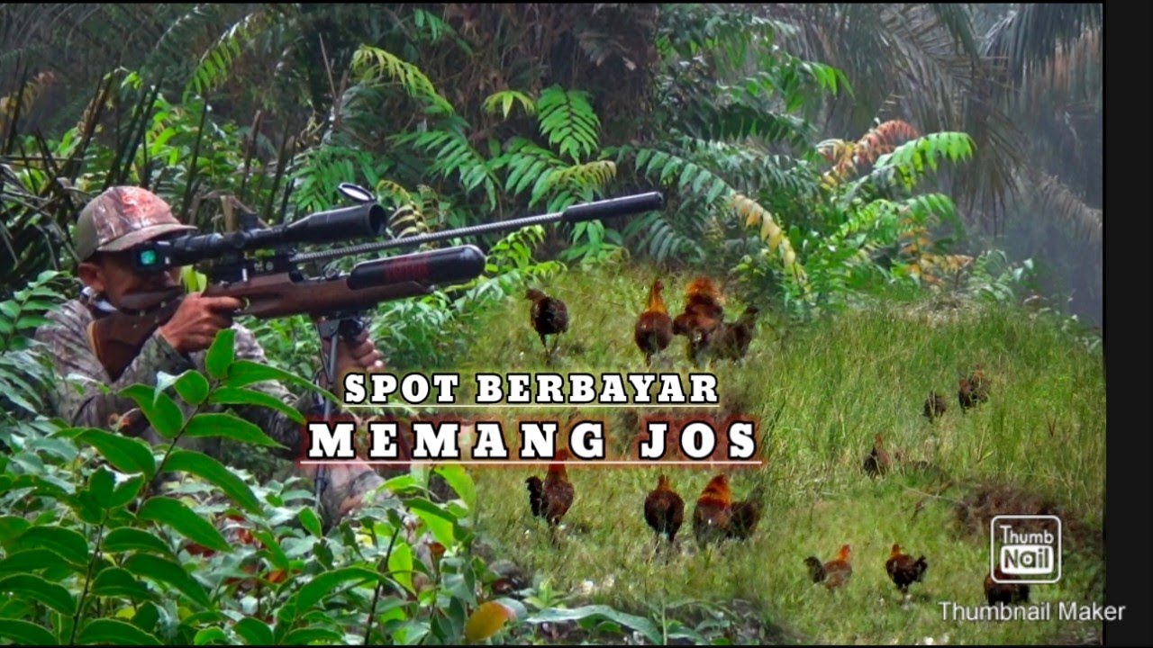 Berburu di spot berbayar, BERBURU AYAM HUTAN