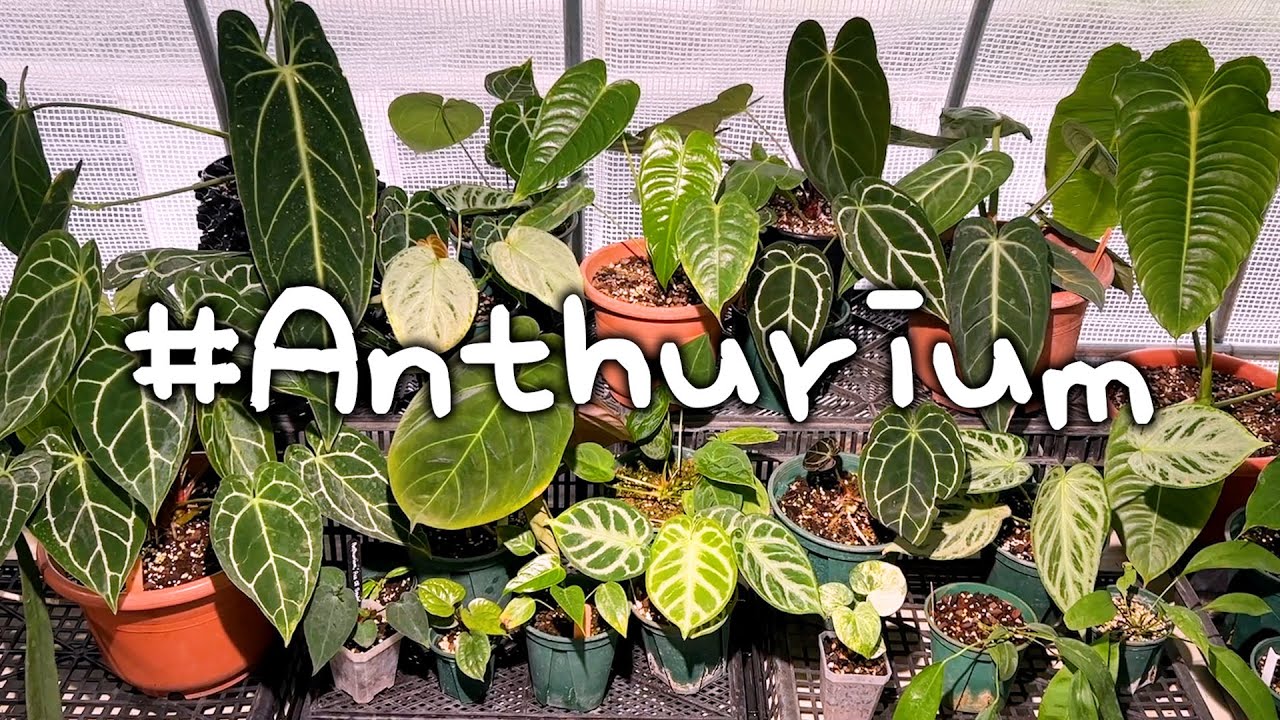 안스리움의 멋짐을 모르는 당신이 안쓰러움 Anthurium Collection