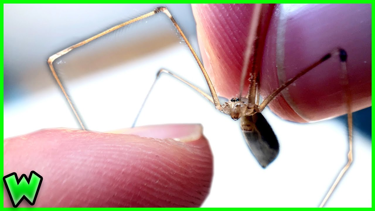 What Happens if a Cellar Spider BITES You?