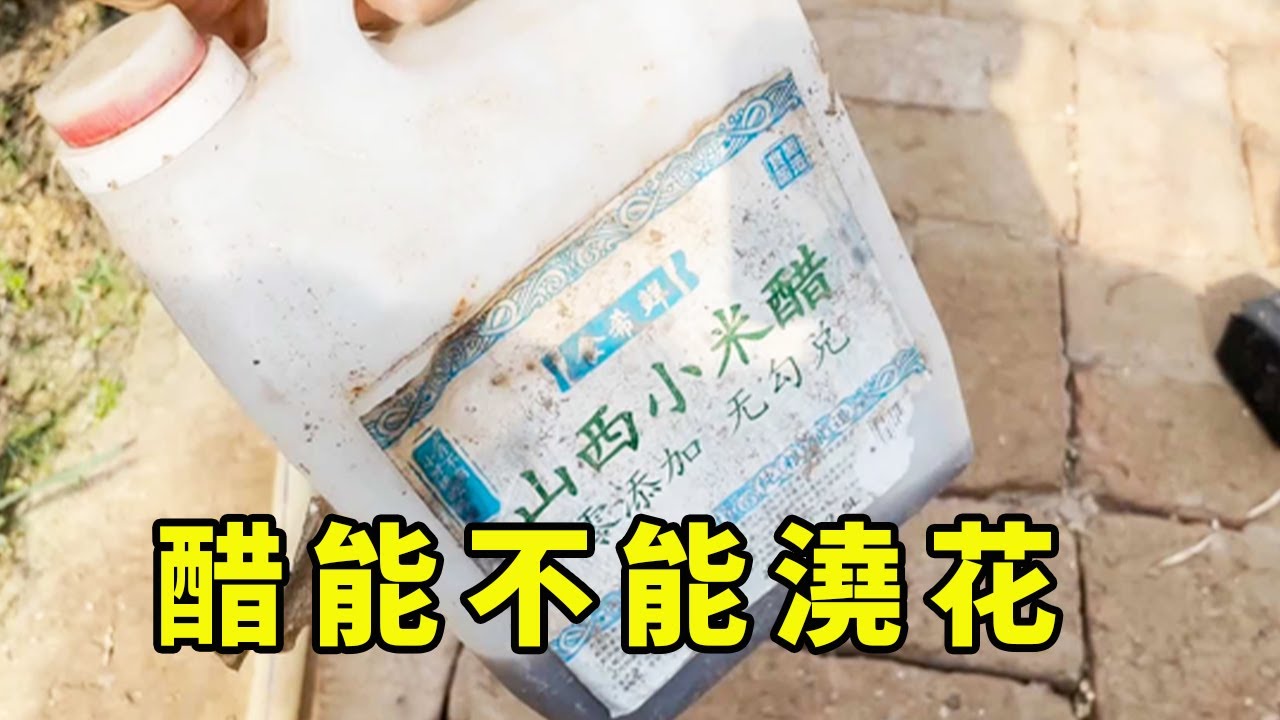 醋能不能澆花兒？聽人說不如“自己試”，效果有沒有，一試就知道【養花匠小齊】