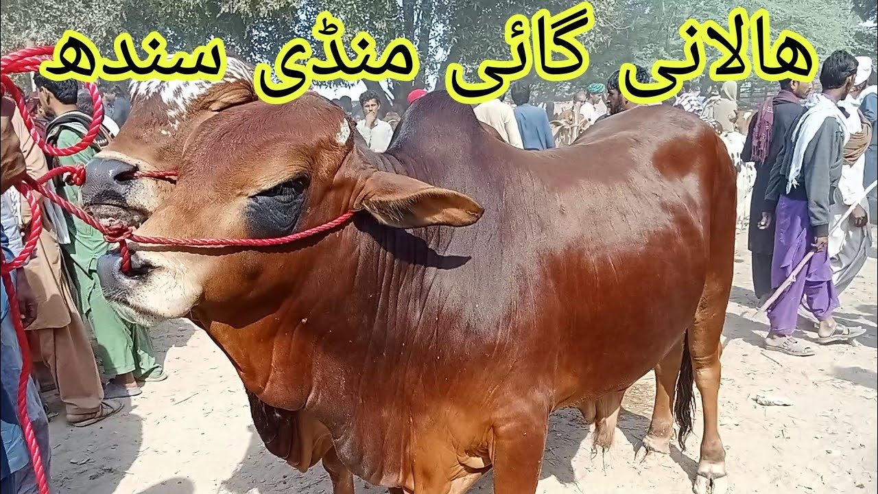 Halani cow Mandi# Karachi Mandi # Tando Adam cow Mandi# mirpur # hyderabad#lahore#foryou#attiudegoat