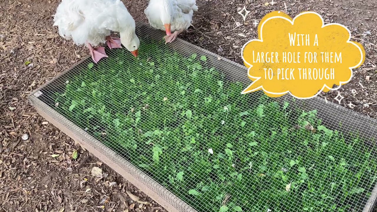 DIY Raised bed chicken Buffet/omega-3 fatty acids/ chicks mix plant ,grow & feast