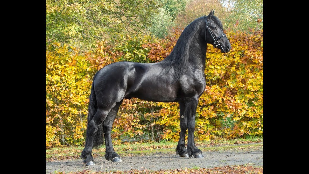 KFPS stamboekhengst Arent 515