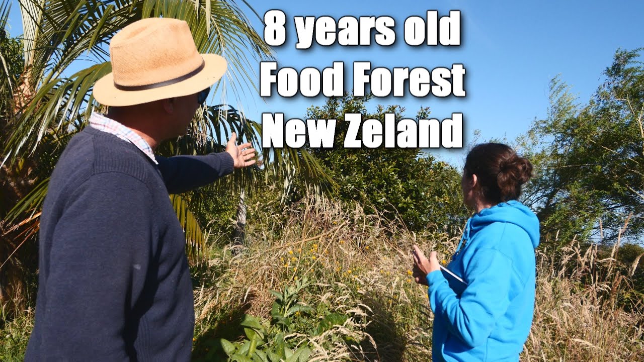 Tour of Paul Murray's 8 year old Food Forest in New Zeland - Karamea