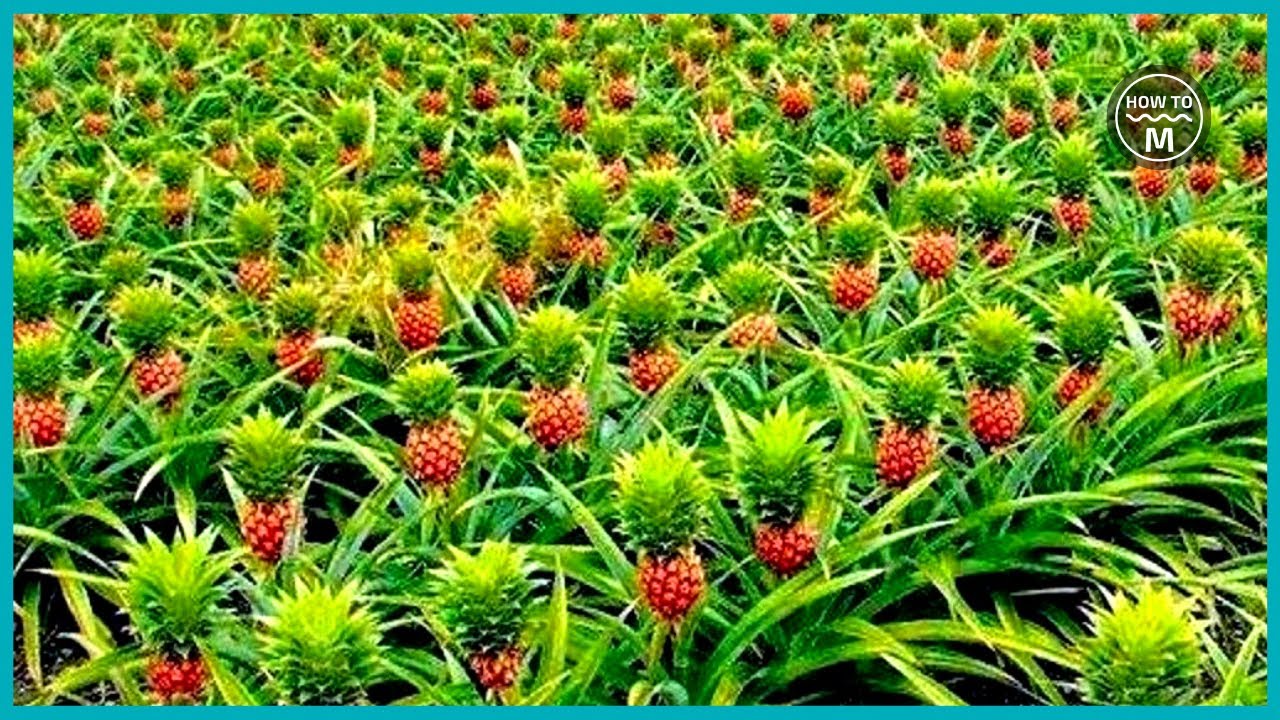 How to Harvest Pineapple - Amazing Pineapple Cultivation, Growing and Harvesting