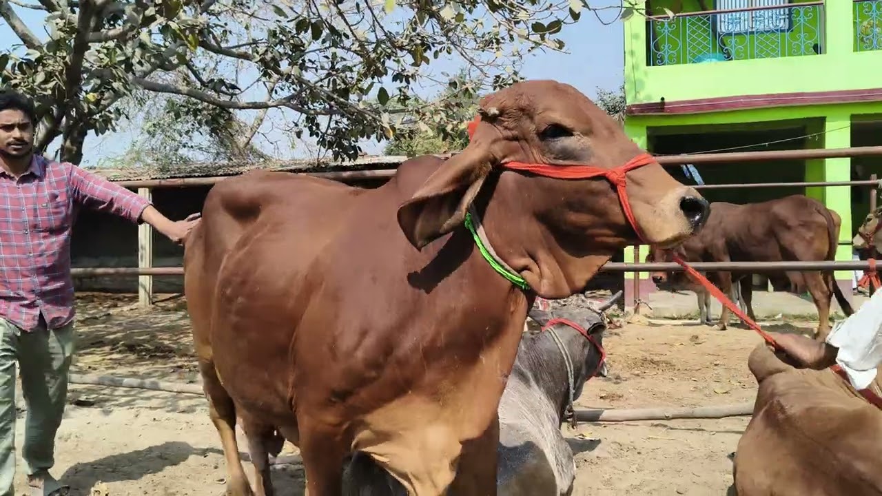 Cow 🐄 for sell in chausa pasu mandi buxar Bihar se nya video S pandey 9155472296