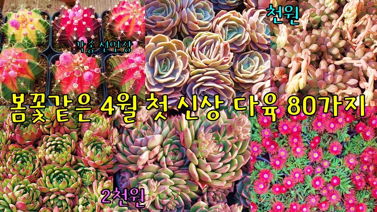 봄꽃처럼 화사한 4월 첫 신상 다육 80가지 (010-8061-7494, 24시간 문자 주문 가능)