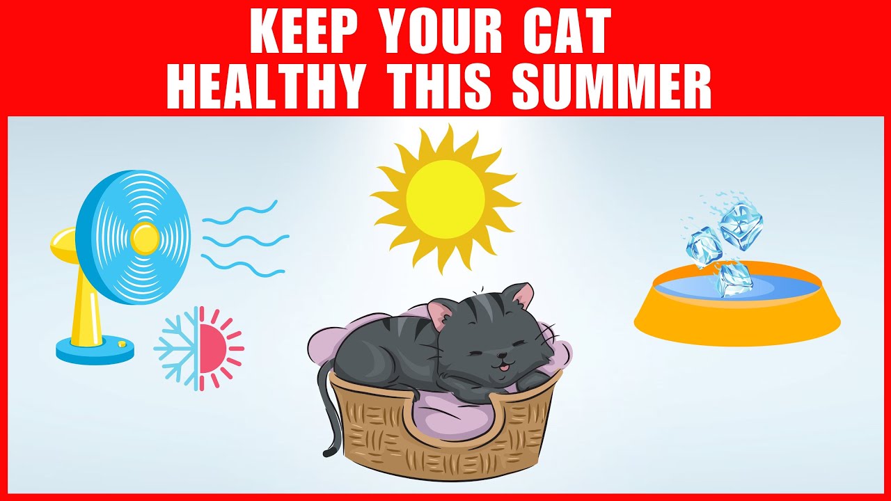 How to keep your cat cool in summer: tips from a professional cat owner
