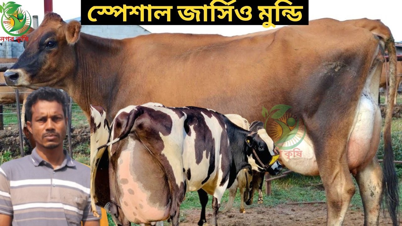 রতন ভাই মানেই ফাটাফাটি কালেকশন ! ১৯-৩২ লেটারের মধ্যে বাচ্চা সহ বিগ বিগ সাইজের দুধের গাভী কিনুন