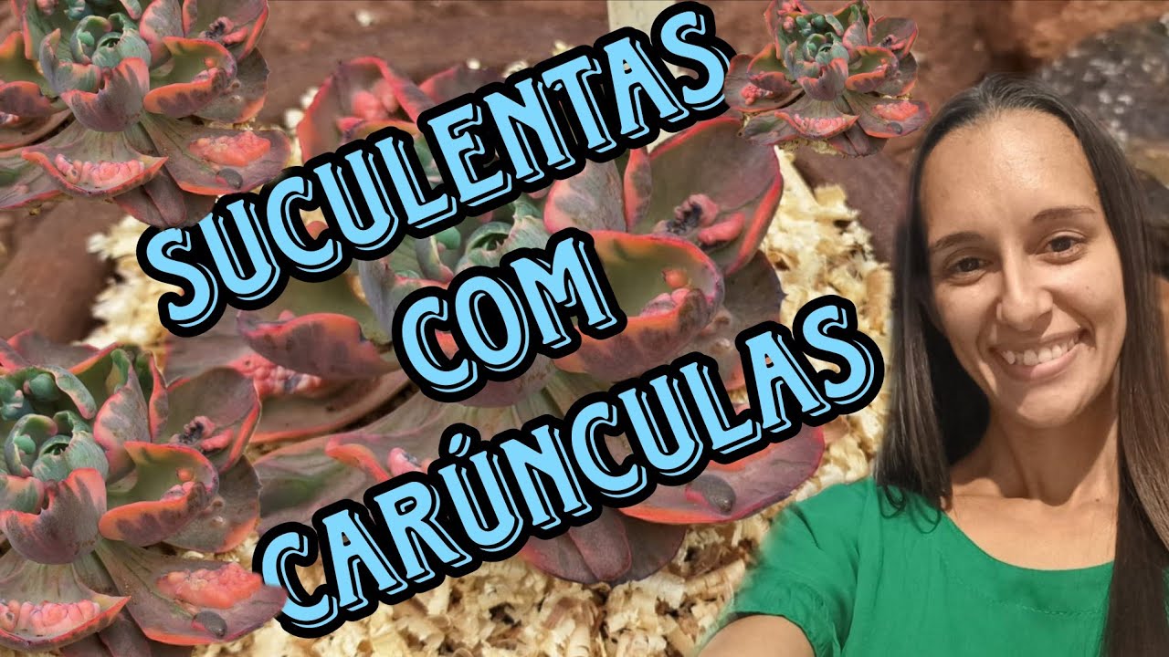 SUCULENTAS com CARÚNCULAS #LINDÍSSIMAS