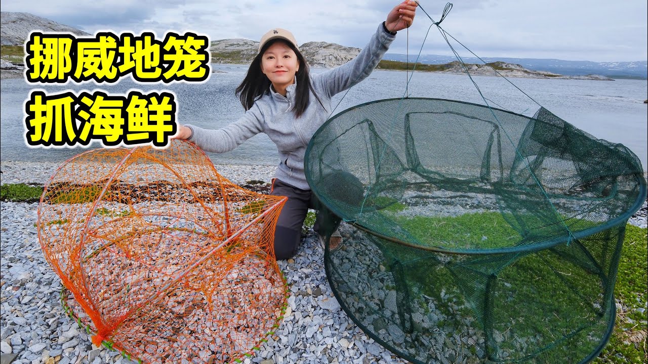挪威下地笼能抓到什么海鲜？挖沙贝煮火锅脆嫩鲜甜！| 挪威 | 赶海 | 帝王蟹| 海鲜 | 户外