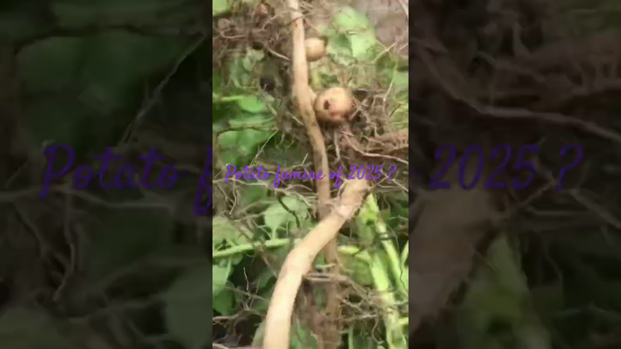 Potato Famine of 2025?