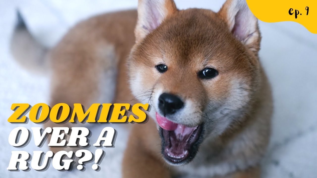 Shiba Inu Puppy Rug Incidents (with Zoomies!!)