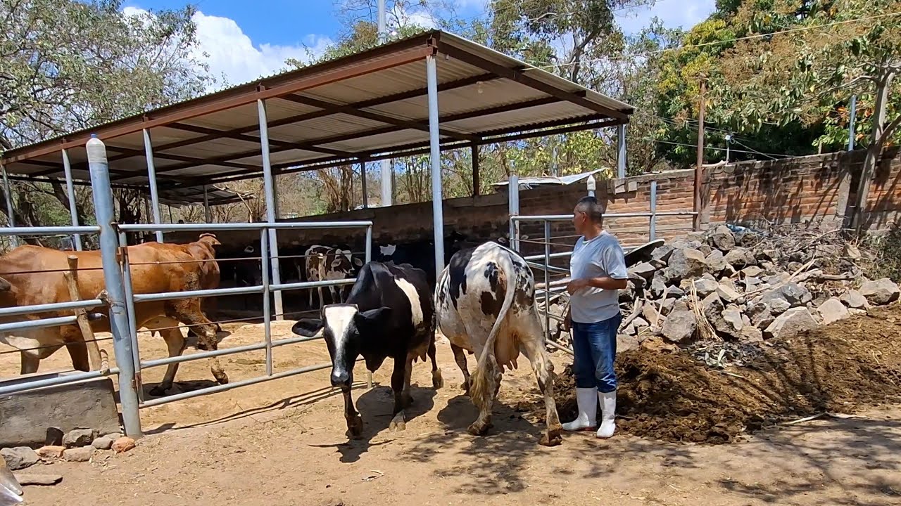 Estas vacas están ansiosas por salir del corral. 