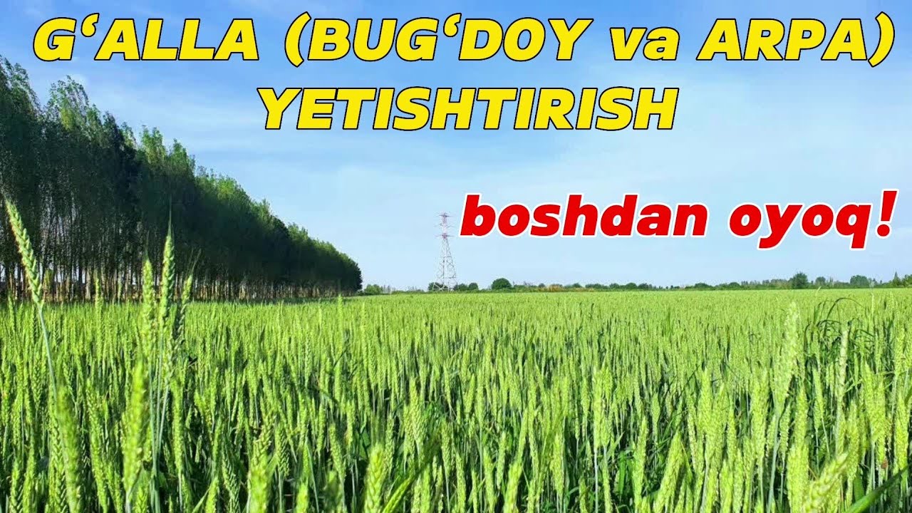 G‘ALLA (BUG‘DOY va ARPA) YETISHTIRISH. Boshidan-oxirigacha! ҒАЛЛА ЕТИШТИРИШ.