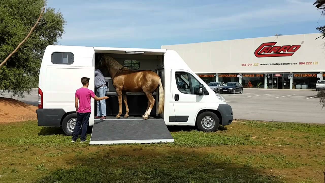 Trasporte caballos 2 más enganche para remolque una buena elección transformamos su vehículo
