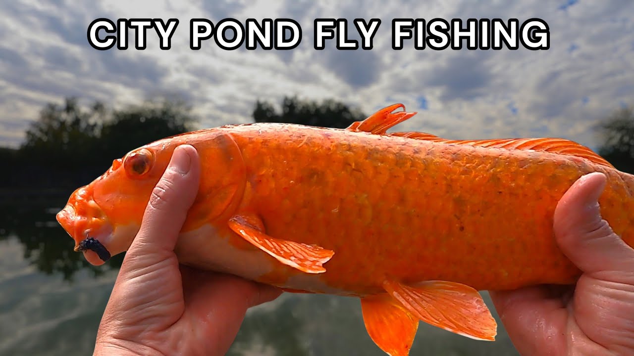 City Ponds Are Chaos… And Hold INSANE Fish