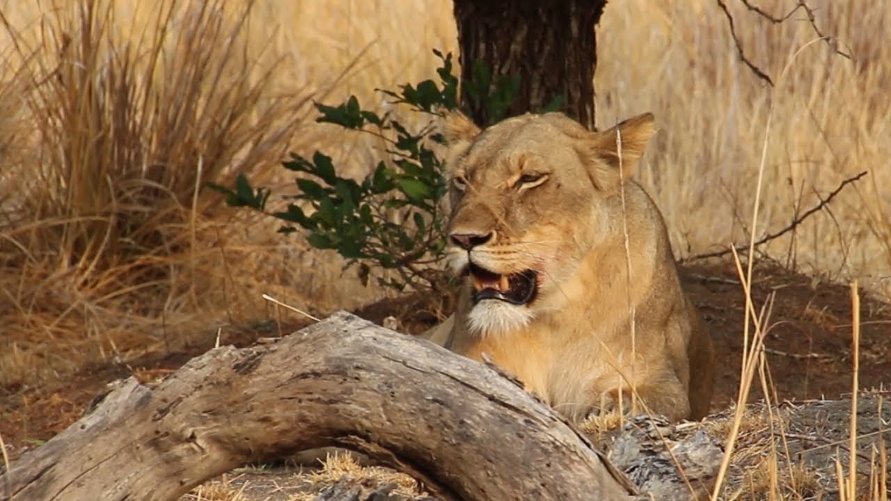 Lions feeding on a prey in Kafue National Park