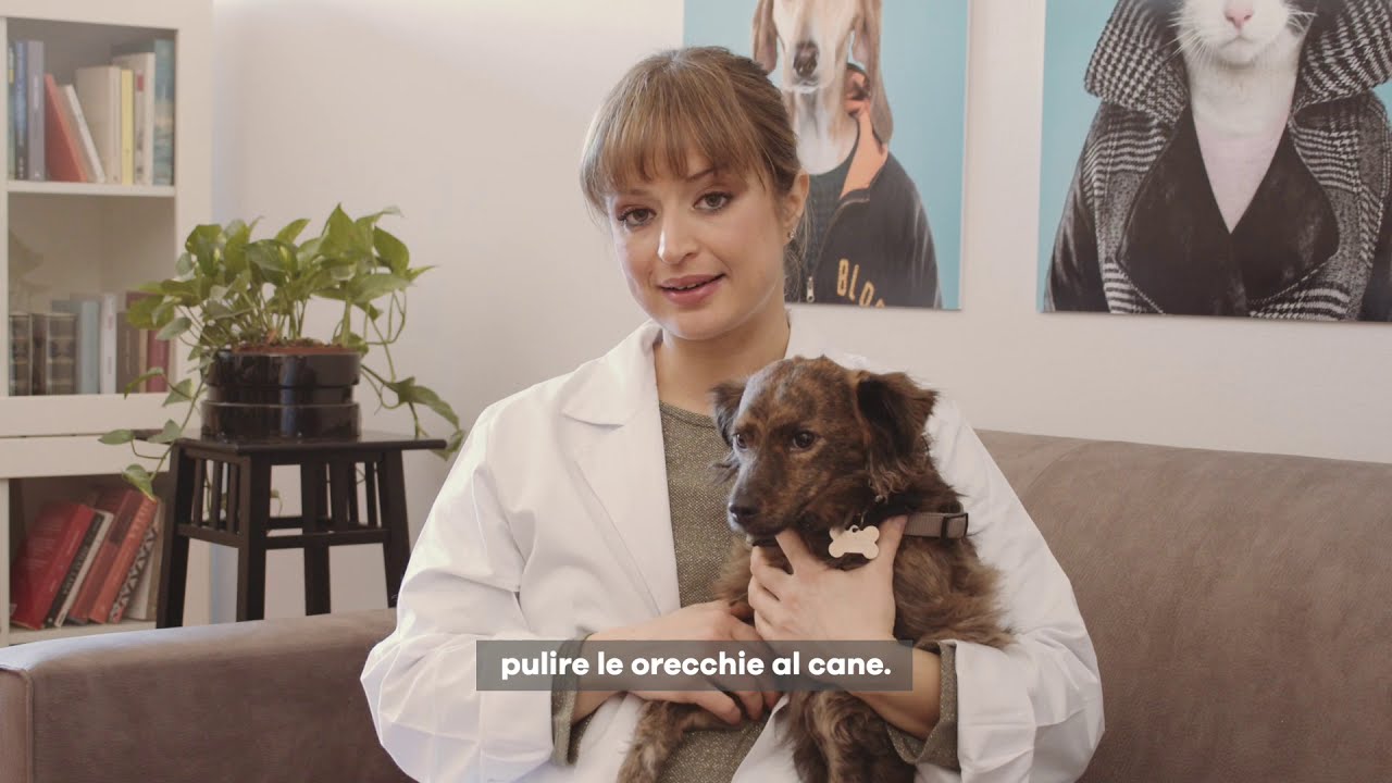 Come pulire le orecchie al cane