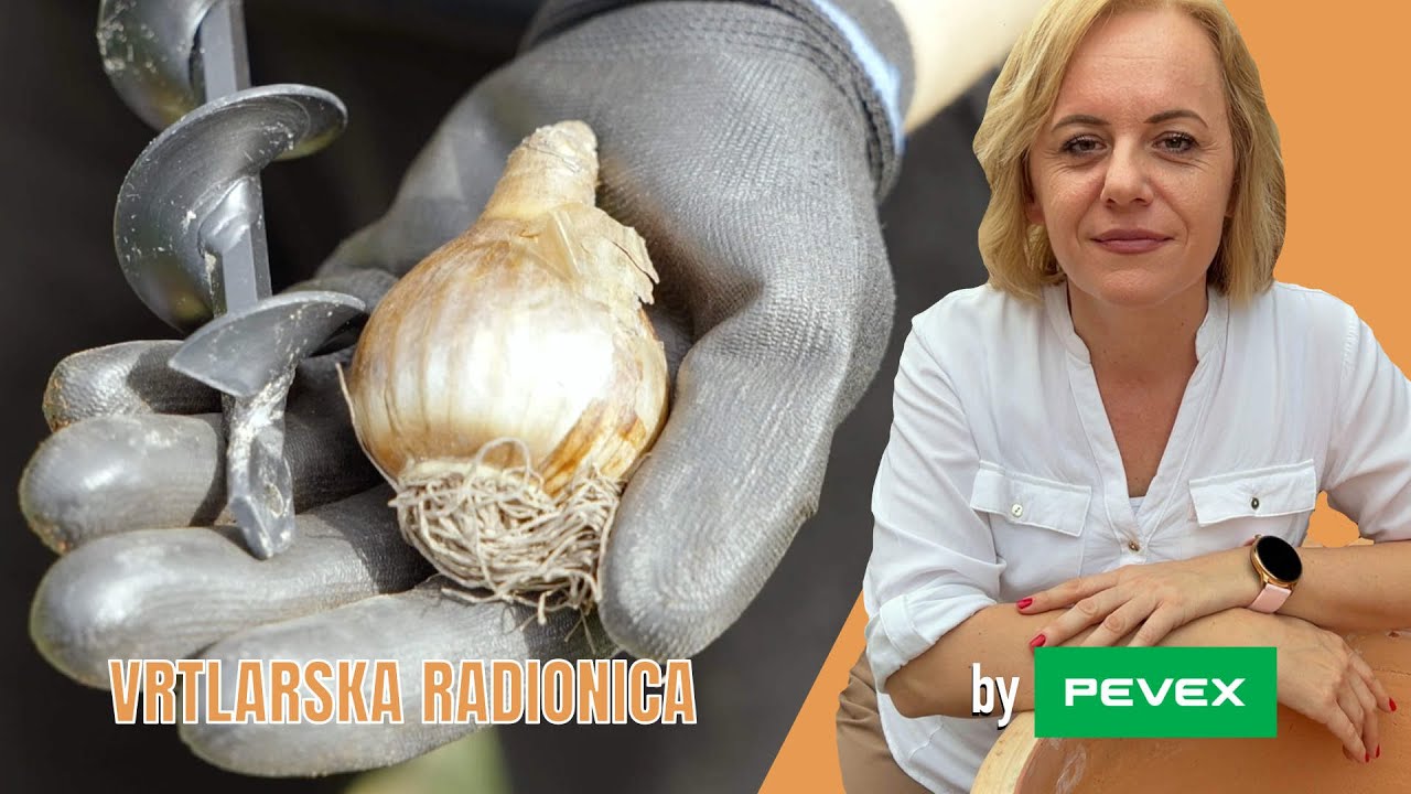 Jesenska sadnja cvjetnih lukovica  - Vrtlarska radionica by PEVEX