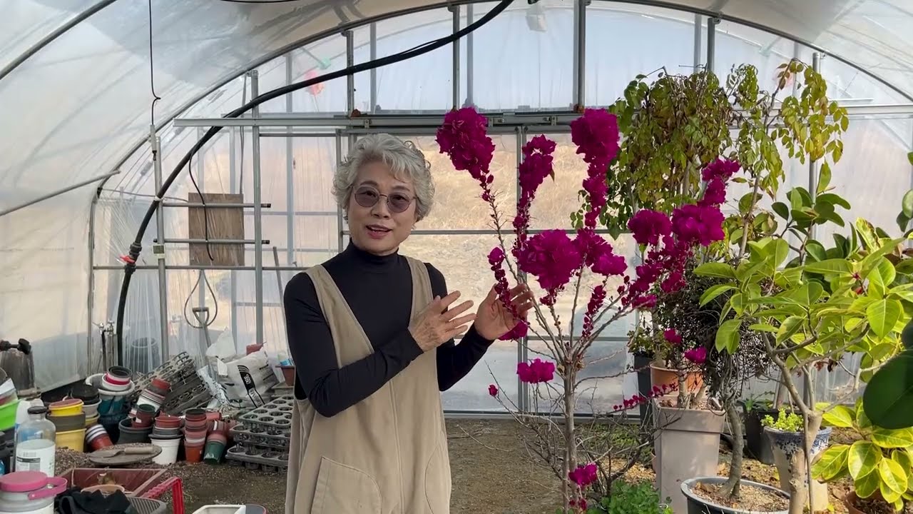 꽃기린 부겐베리아 일년 내내 꽃을 많이 볼 수 있는 방법
