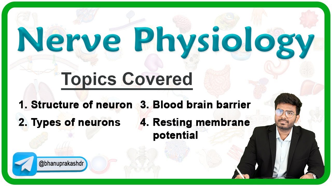 Nerve Physiology : Structure and Types of Neurons, Blood brain barrier, Resting membrane potential