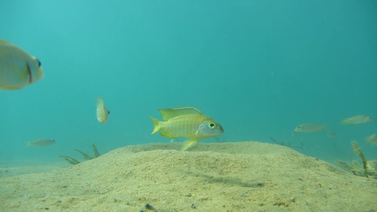 Sandcichliden vor Cape Maclear, Chembe, Malawi - Lethrinops & Co. 001