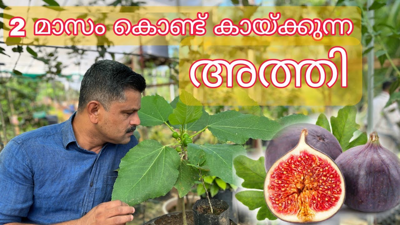Egyptian Fig /രണ്ട്  മാസം കൊണ്ട് കായ്ക്കുന്ന /അത്തി Mob :9048505848