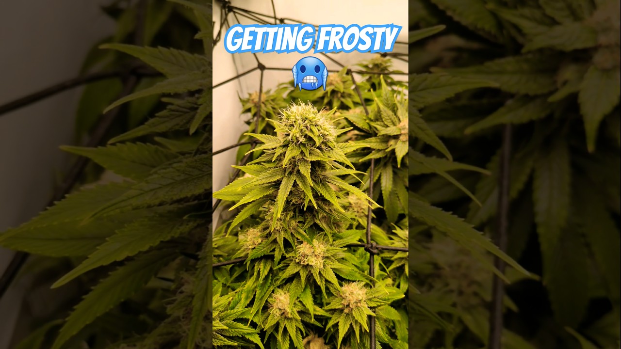 White Russian stacking like a queen! #indoorplants #homegrown #frosty #stacking