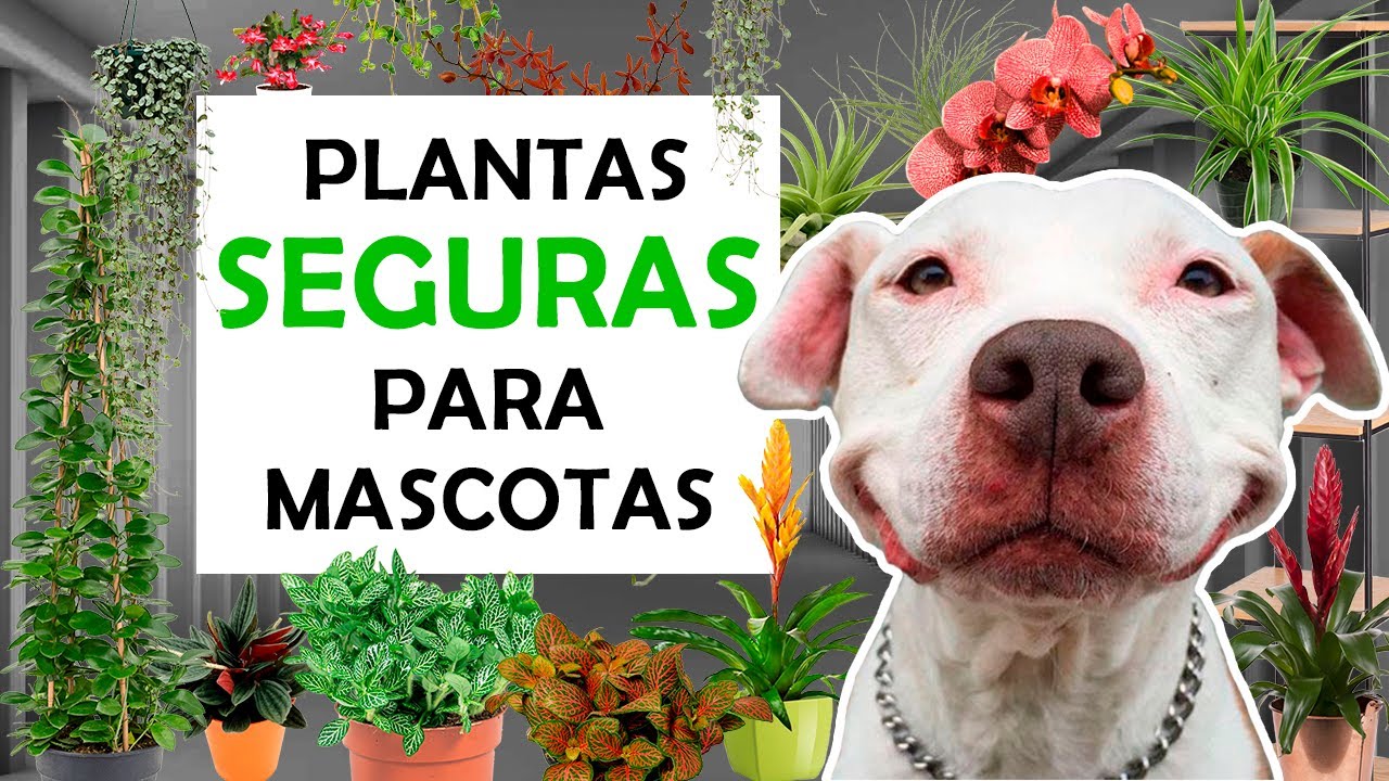 9 PLANTAS SEGURAS para MASCOTAS 😄