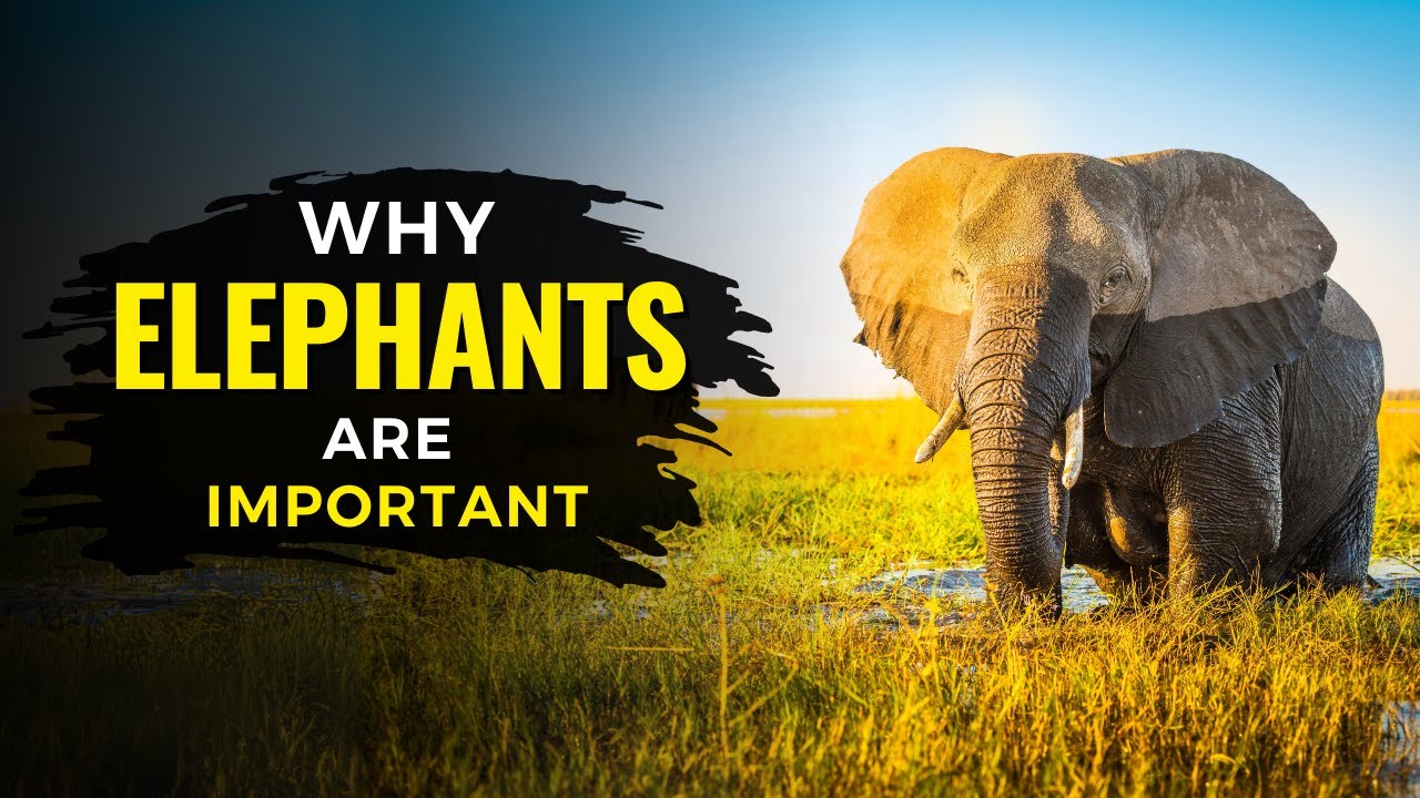 Why Elephants are Important to the Environment | Elephant | The Planet Voice