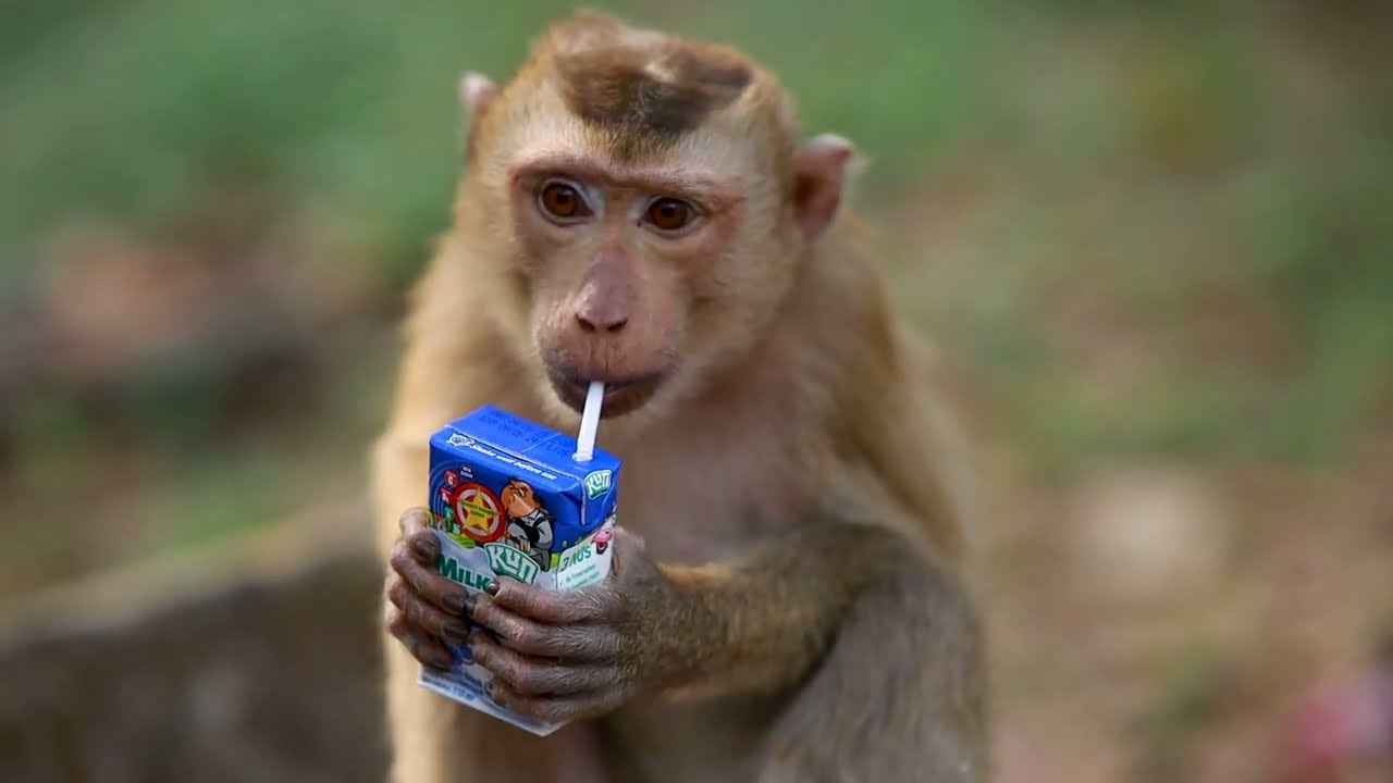Rojo Monkey sleepy after drink milk 