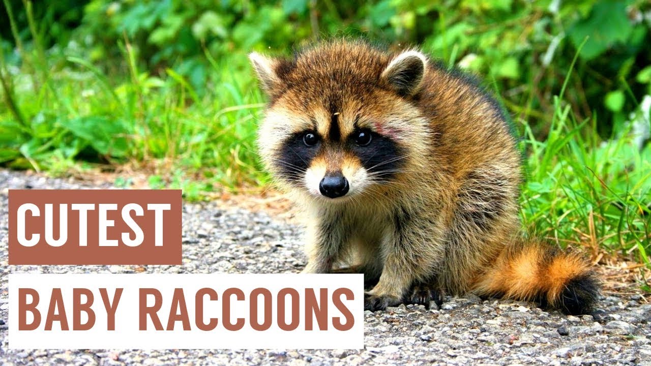 Baby Raccoon Eating and Swimming Compilation