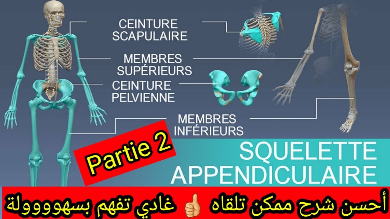 Le squelette appendiculaire : anatomie du squelette humain (partie 2) شرح