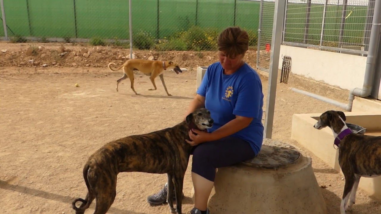 GoFundMe for Allison Meadows the spinal cord of the GDS Rescue shelter!