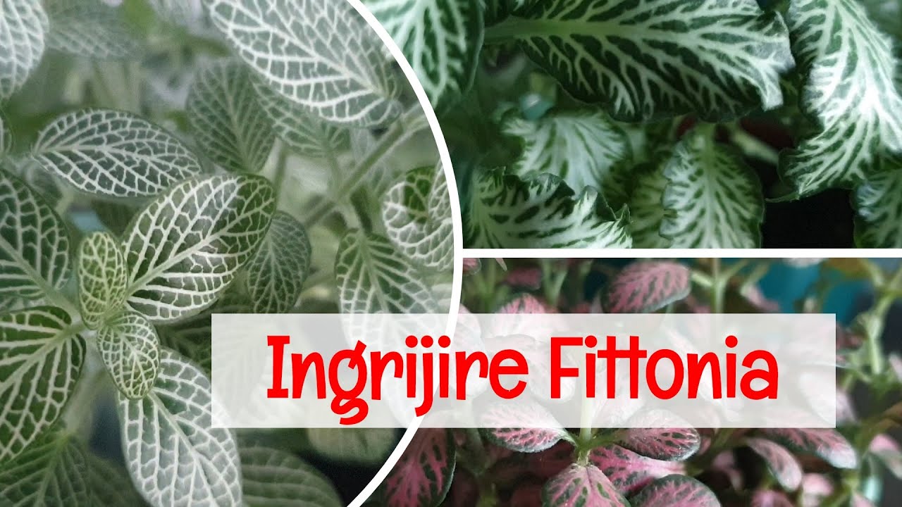 Ingrijire plante de apartament: Fittonia ~ Planta care lesina