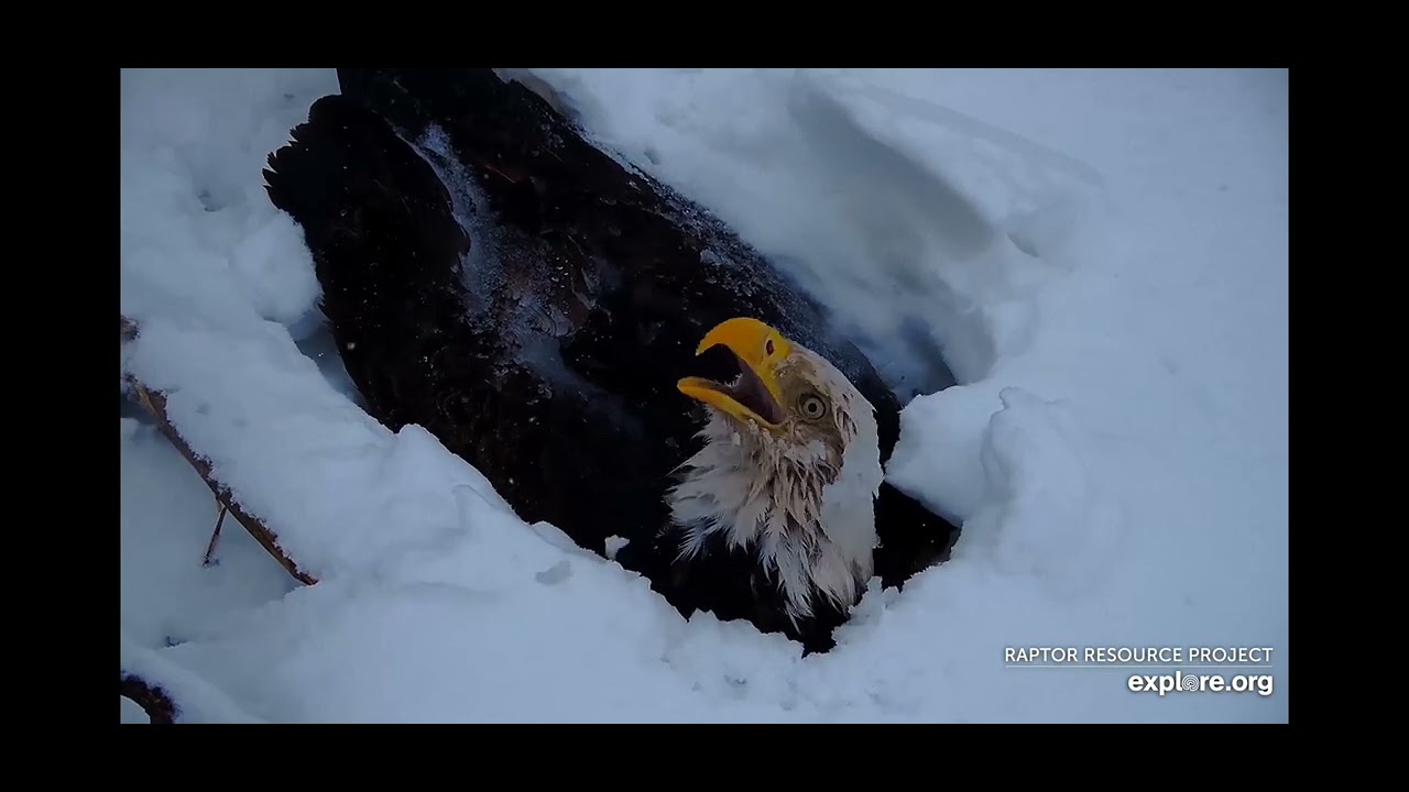 DNF & MR NORTH TRIED SO HARD! DECORAH EAGLES 3.19.25