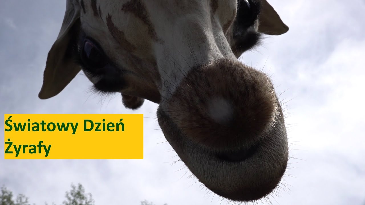 Światowy Dzień Żyrafy