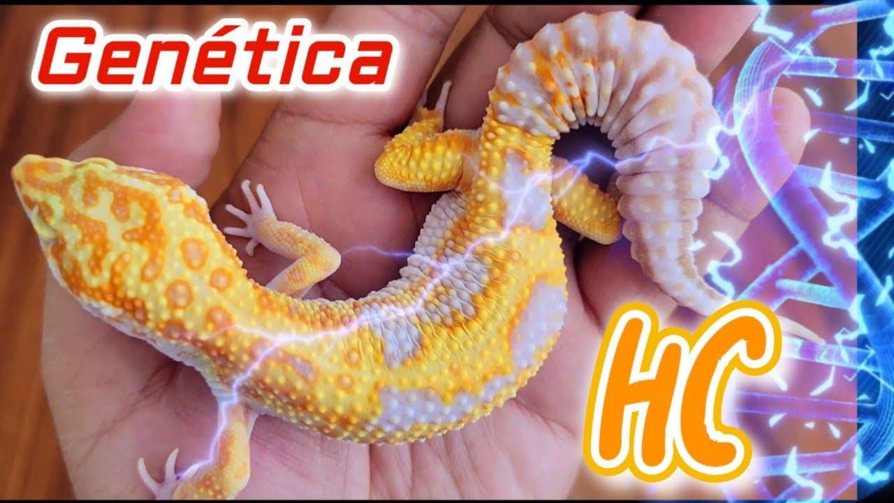 GENETICA GECKOS LEOPARDO TREMPER TANGERINE HC....La Linea HC que estamos trabajando en mi PIMVS