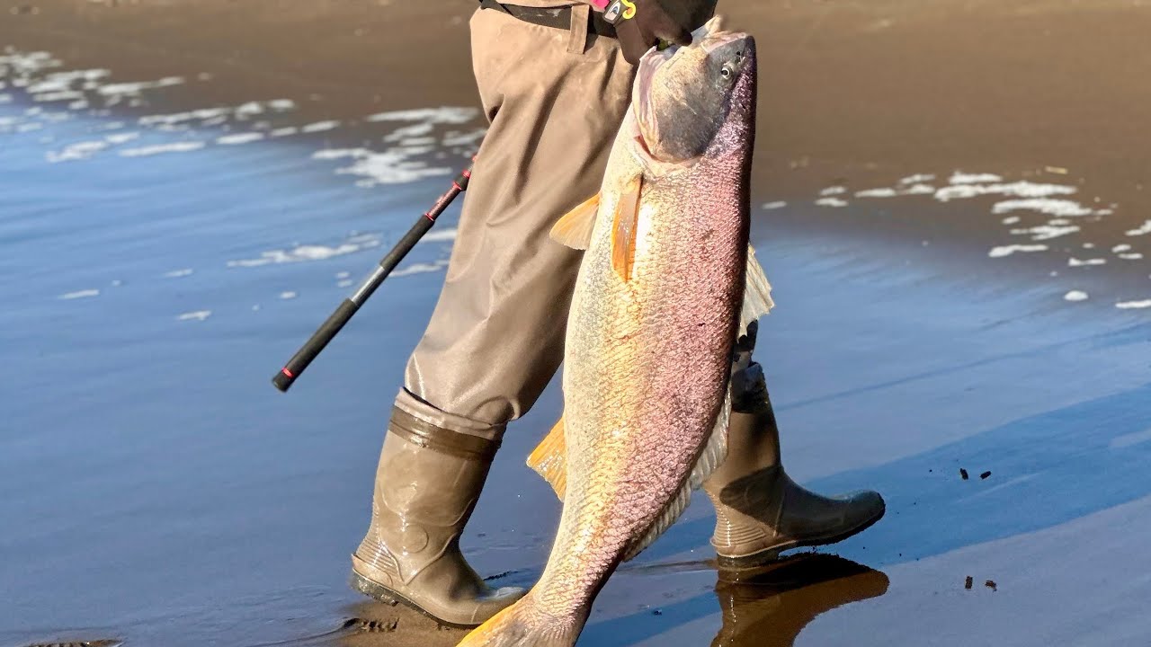 PESCA DE GRANDES CORVINAS