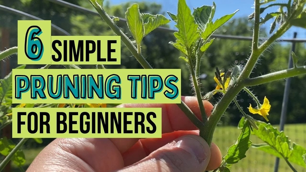 6 SIMPLE Pruning Tips (for BEGINNERS)