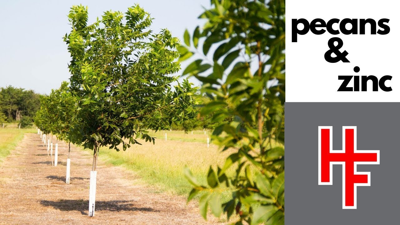 Пекан и цинк