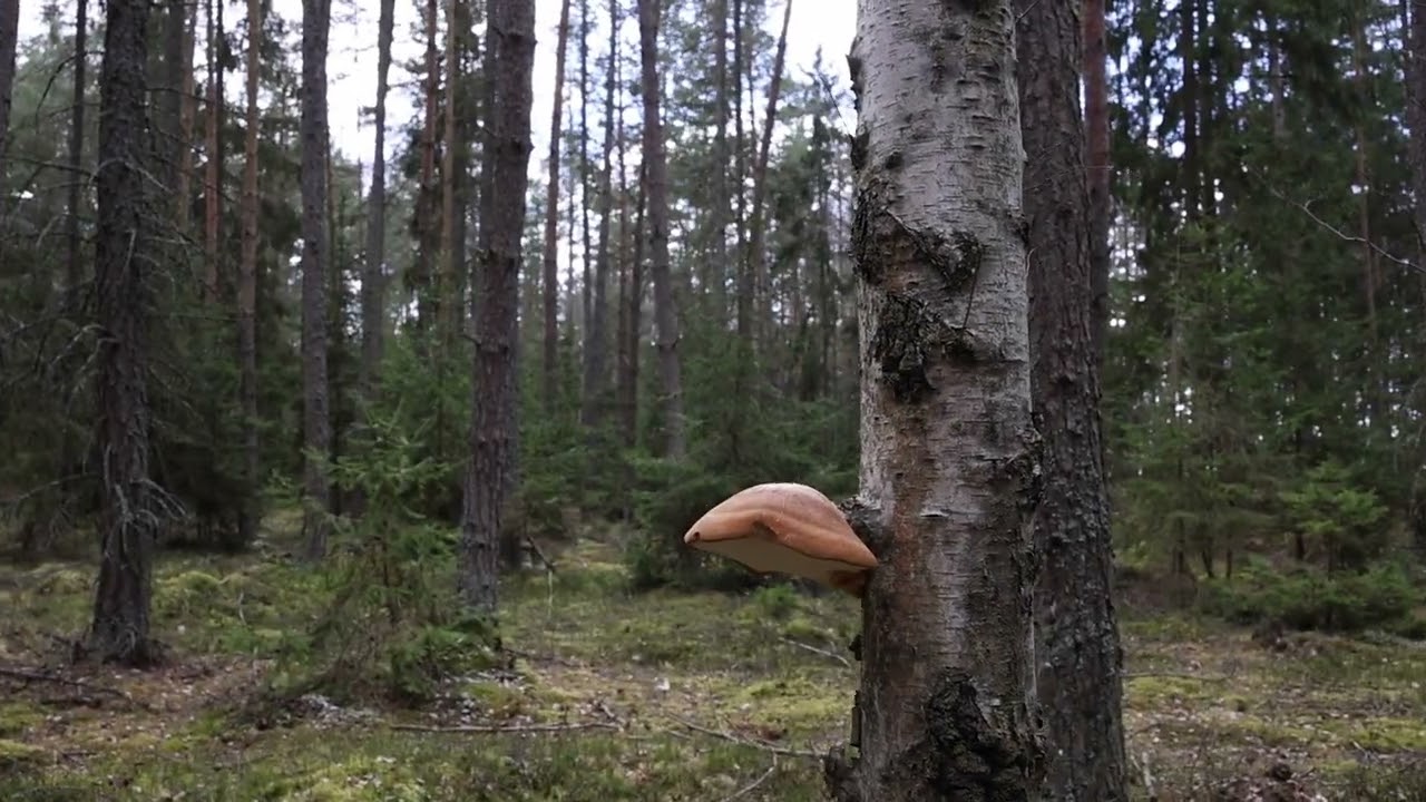 Der Mörderfuchs von der Glashütte