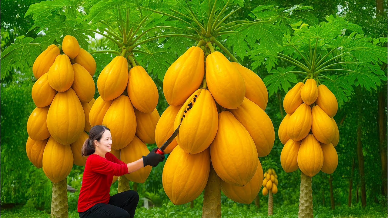 Harvesting hundreds of giant papayas to sell at the market.