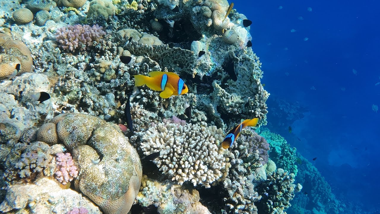 Diving Sharm El Sheikh - Sept 2025