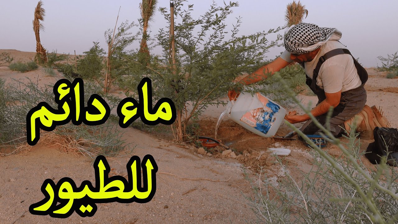 زرعت الامل للطيور في الصحراء… وفرت ماء دائم وحرقت النباتات