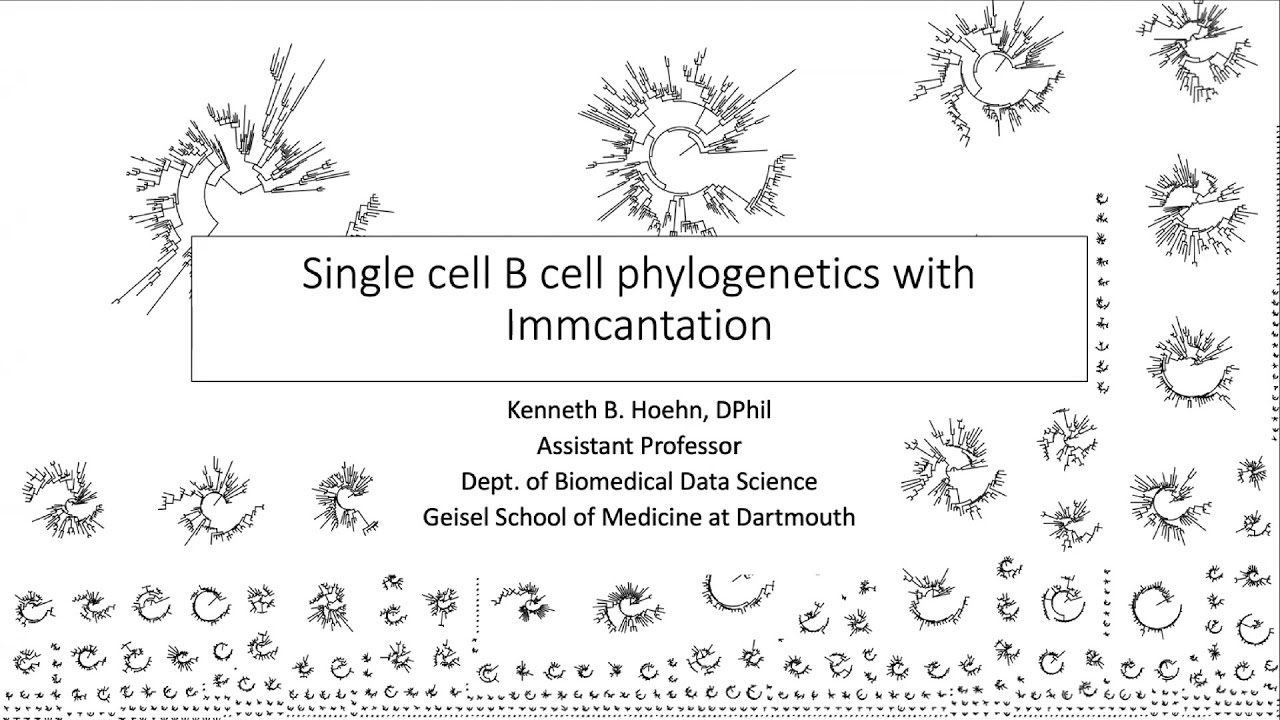 Single cell B cell phylogenetics with Immcantation