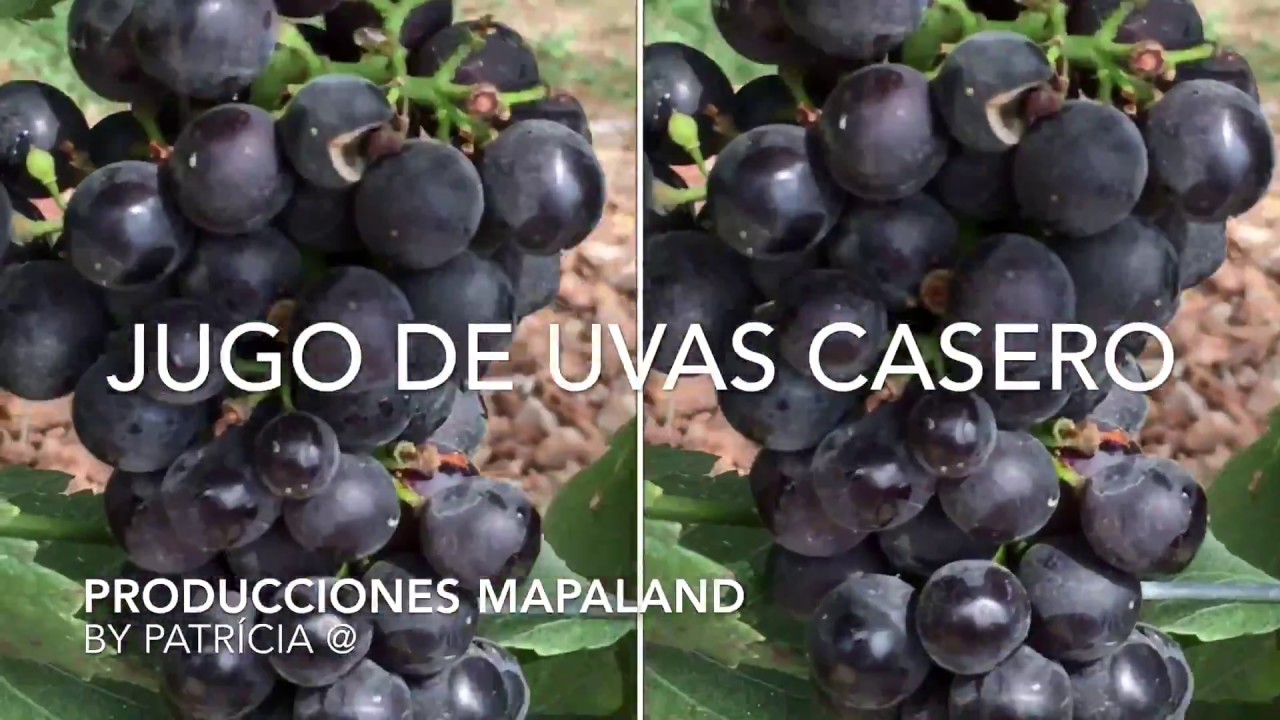 Jugo de UVAS Casero SIN AZÚCAR y Como preservarlo