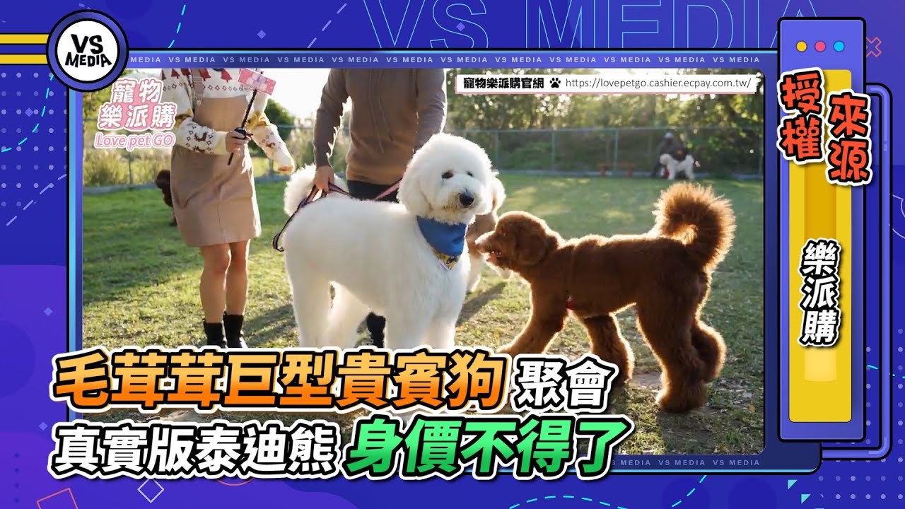 毛茸茸巨型貴賓狗聚會 真實版泰迪熊身價不得了｜VS MEDIAｘlove pet go 樂派購